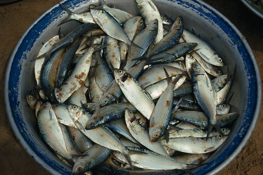 GHANA  Bosva Beach Bowl of freshly caught sardines. West Africa