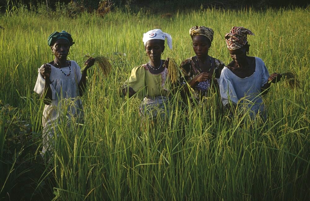 GAMBIA  Agriculture Women working in rice paddy fields.