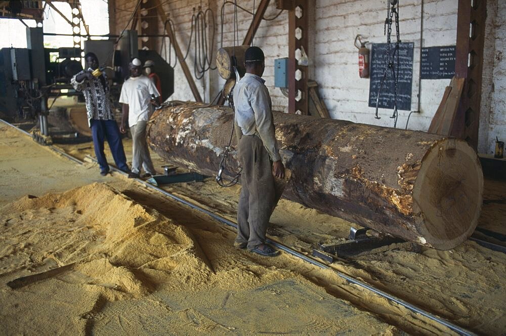 IVORY COAST  San P?dro Timber industry.  Saw mill interior and workers with felled tree and sawdust covered floor.  C?te d Ivoire  deforestation