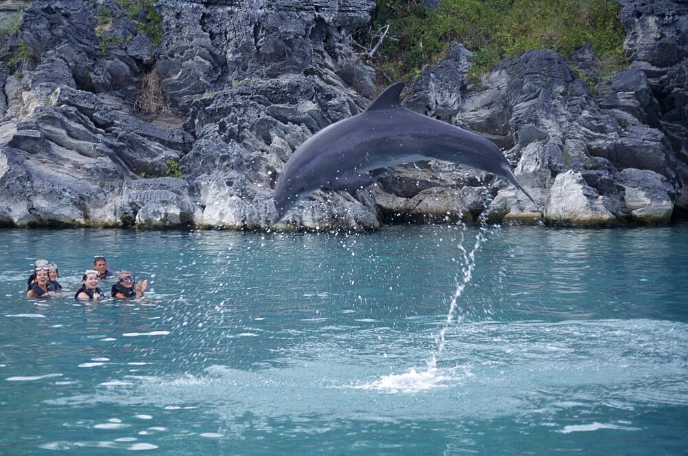 BERMUDA  Southampton Dolphin Quest. Captive Dolpin performing tricks above water with tourists in pool watching Dolphin Quest in Bermuda was opened  in 1996 at the Fairmont Southampton Destroyed in 1999 by Hurricane Gert and Has now moved to Bermuda Maritime Museum Royal Naval Dockyard