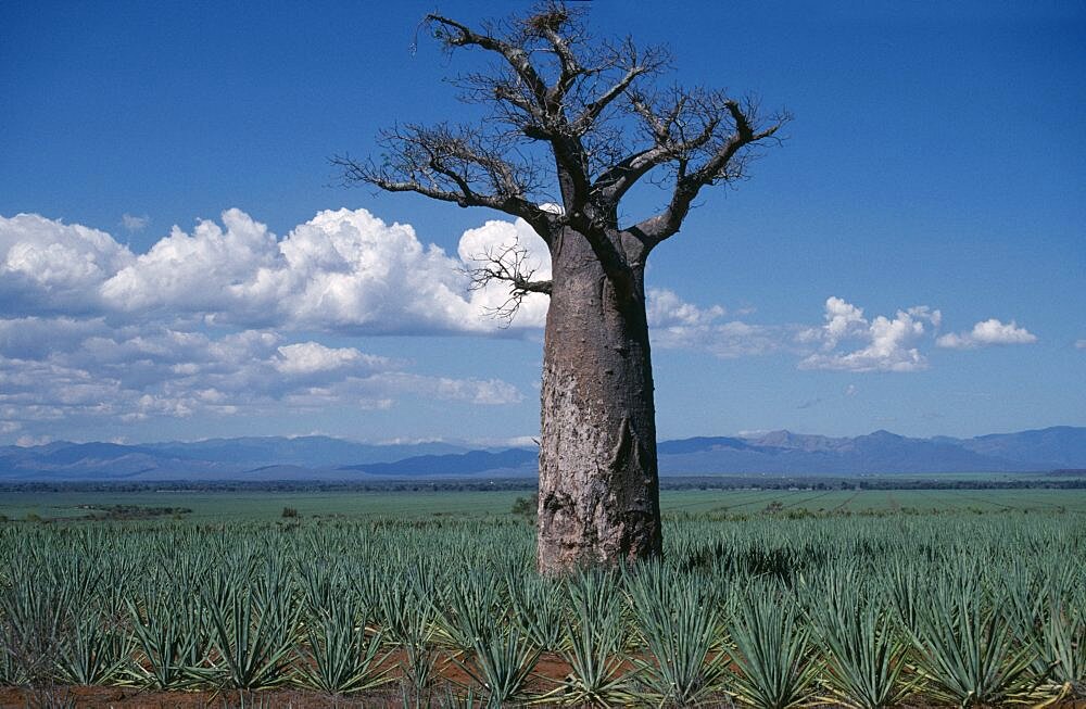 MADAGASGAR  Trees Baobab Near Berenty. Single Baobab tree in Sisal plantation