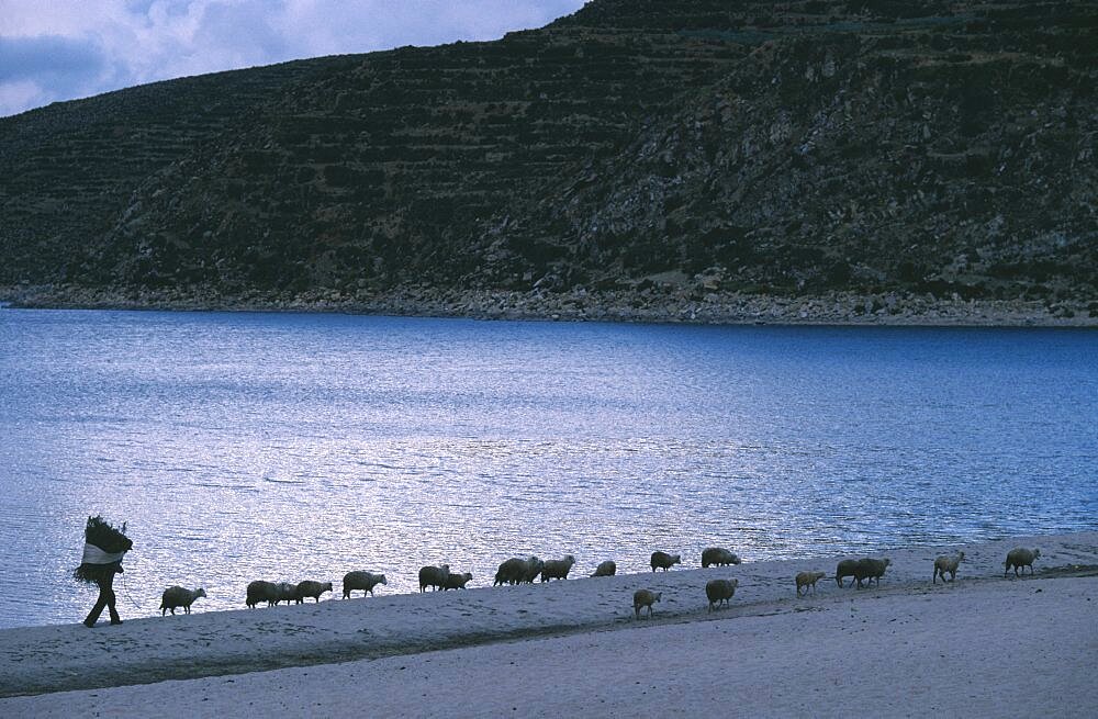 BOLIVIA La Paz Lake Titicaca Isla del Sol.  Bringing sheep and forage back to village along lake shore in evening light.