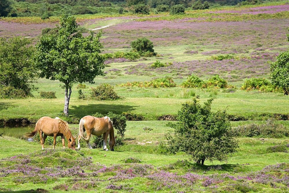 ENGLAND Hampshire The New Forest Ogdens Purlieu a fertile valley near Ogden Village. New Forest ponies grazing beside a river amongst the purple heather in the heart of the fertile valley