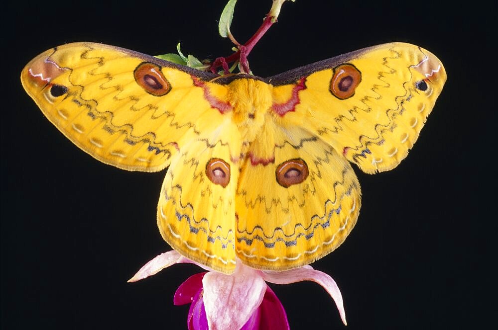 Golden Emperor Silk Moth Leopa katinka Single insect with outstretched wings on pink flower,