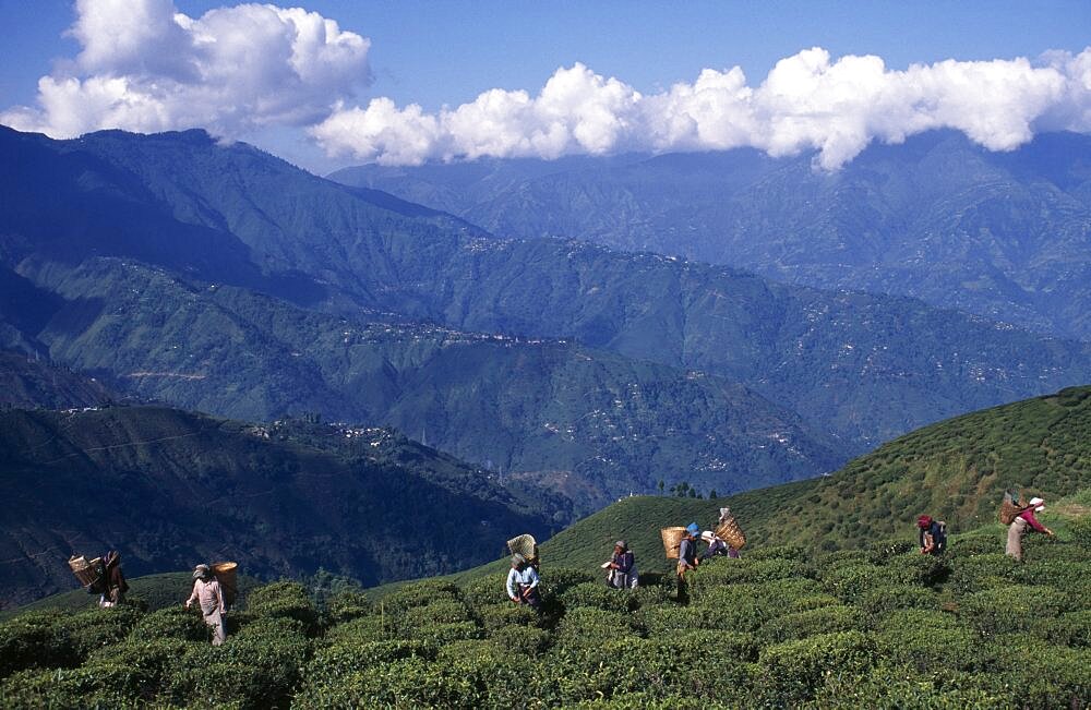 Tea pickers working on high hillside of plantation on tea estate, Darjeeling, West Bengal, India