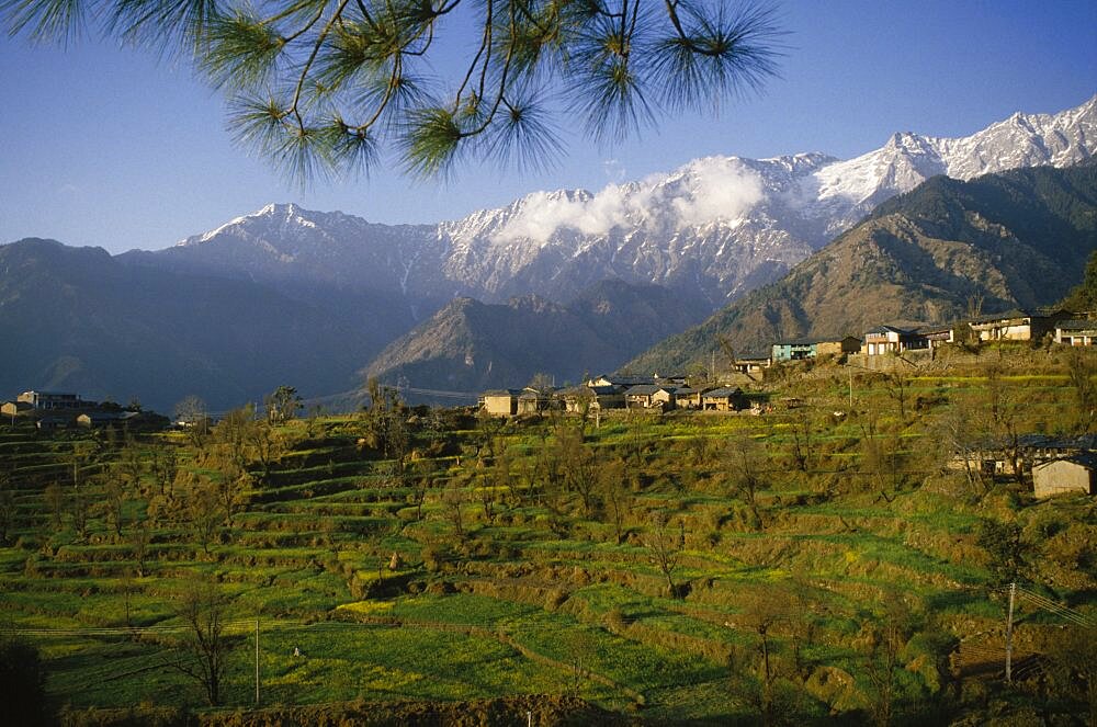 View of town overlooking terraces backed by snow capped mountains, Dharamsala, Himachal Pradesh, India