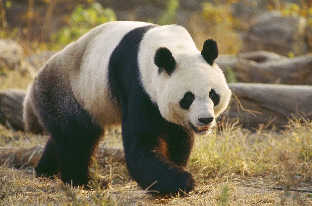 WILDLIFE Bears Panda Giant Panda walking on the ground at Beijing Zoo