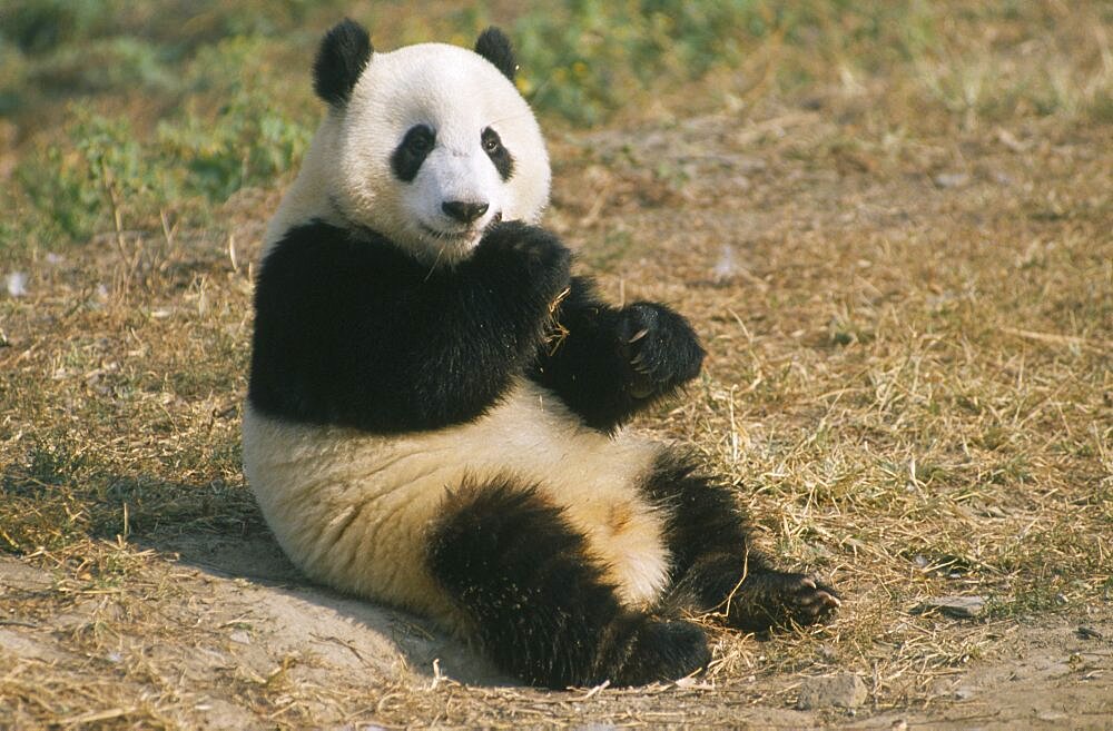 WILDLIFE Bears Panda Giant Panda sitting on ground eating at Beijing Zoo