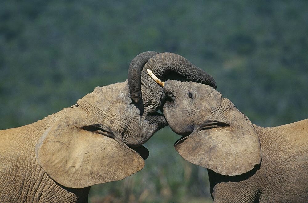 SOUTH AFRICA Eastern Cape Addo Elephant Nat.Park Two elephants  loxodonta africana  sparring