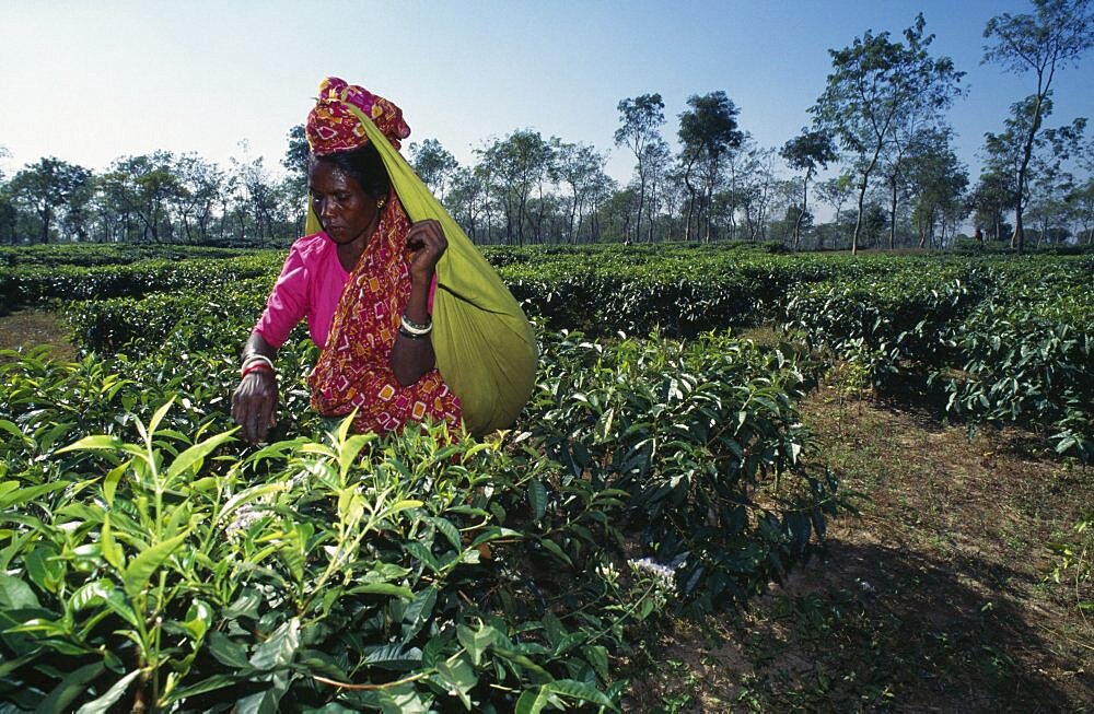 Female tea picker putting leaves in sack supported around her head, Bangladesh, Asia