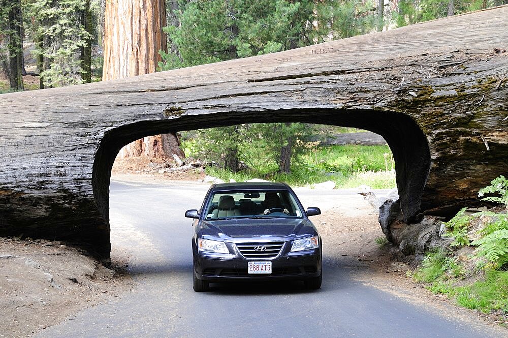 Car driving through Tunnel Log, United States of America