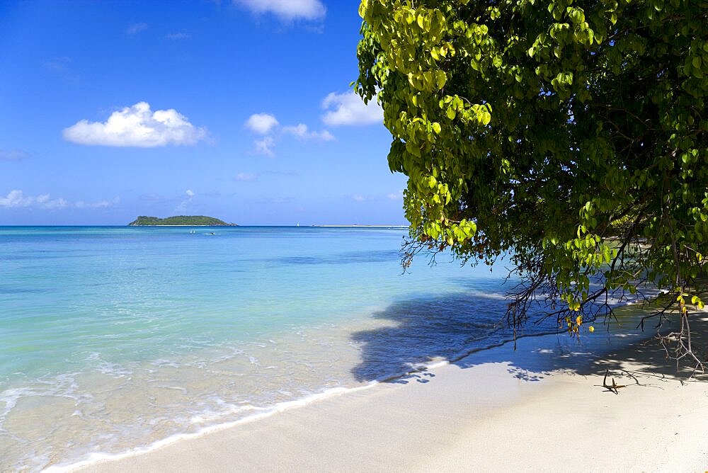 A tree leaning over waves breaking on Paradise Beach at LEsterre Bay with the turqoise sea and Sandy Island sand bar beyond, Caribbean