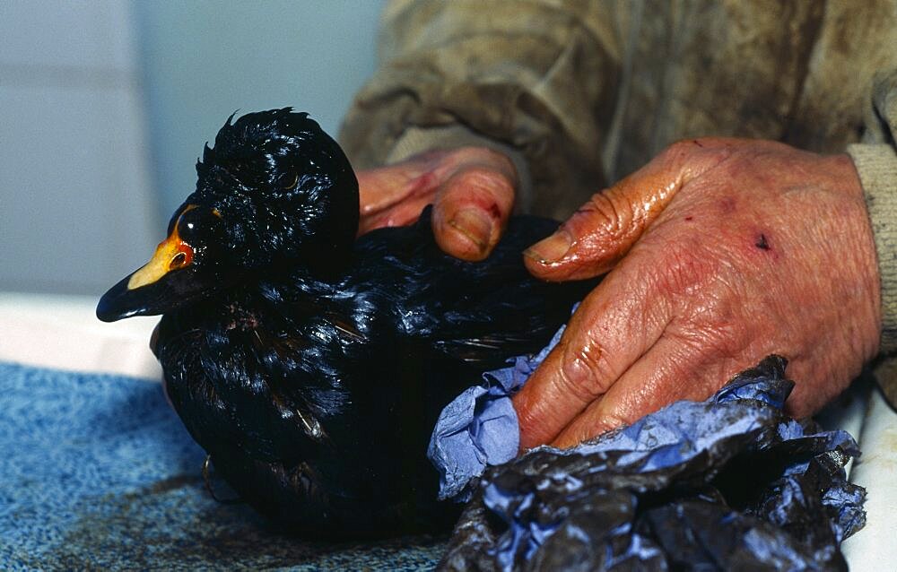 Wales, Pembrokeshire, Tenby, Scooter Duck covered in oil after Sea Empress spill, being cleaned