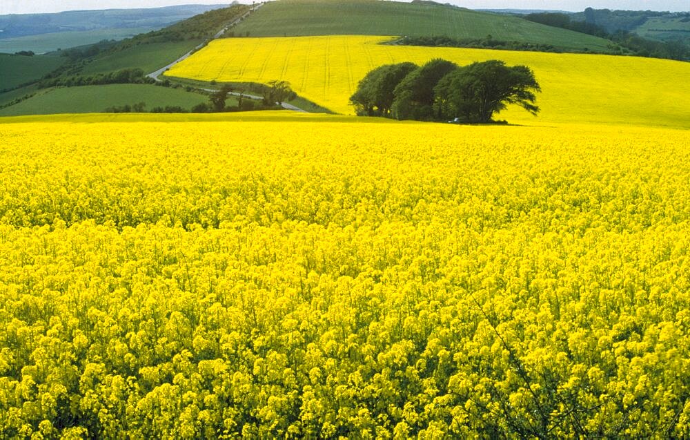 AGRICULTURE Farming Crops Field of oil seed rape.