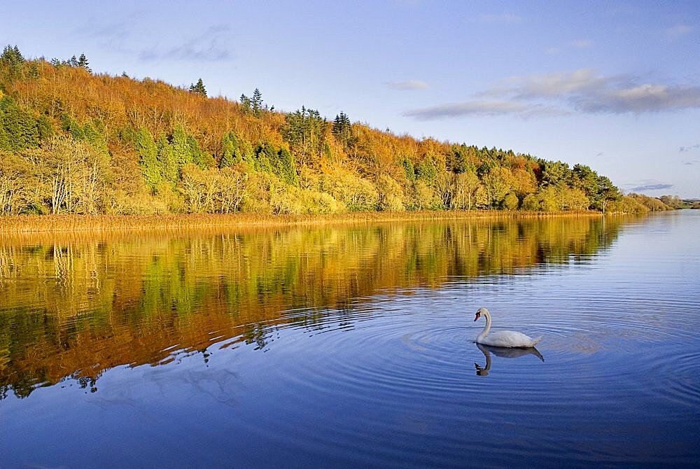 IRELAND, County Monaghan, Castle Blayney, Autumn colours at Lough Muckno