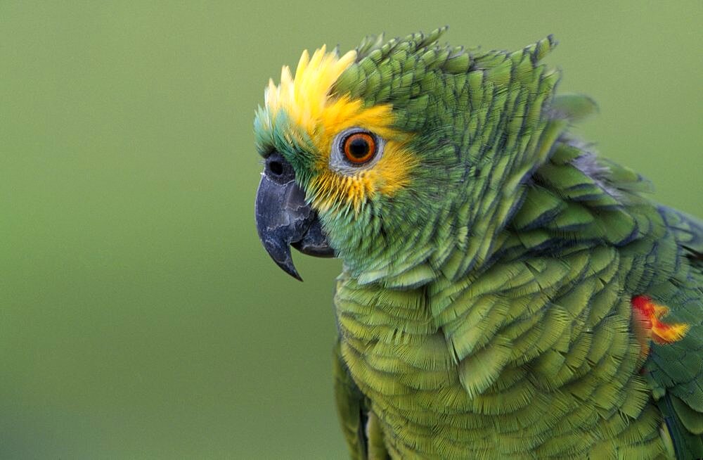 BRAZIL   BIRD   Portrait Beak  Turqouise  fronted Parrot   Brasil