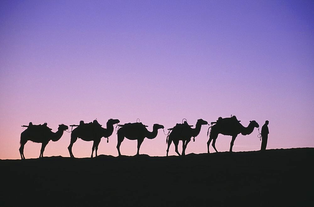 CHINA Gansu Dunhuang Silk Route. Line of camels on ridge sillhouetted at dawn  pink & purple sky