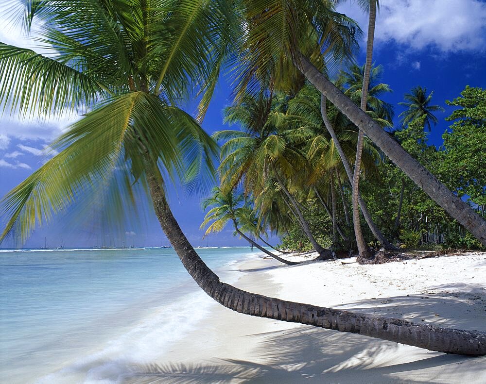 WEST INDIES Tobago Pigeon Point View along empty  sandy beach with aquamarine water and overhanging palm trees.