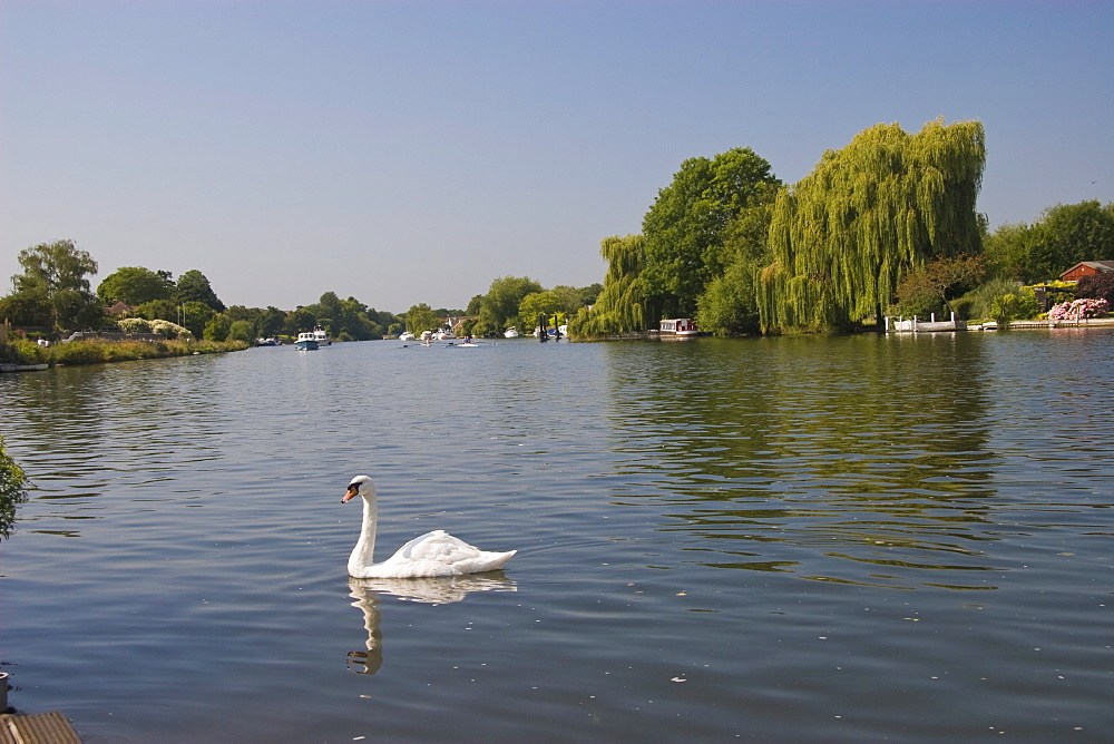 Swan on the River Thames at Walton-on-Thames, near London, England, United Kingdom, Europe