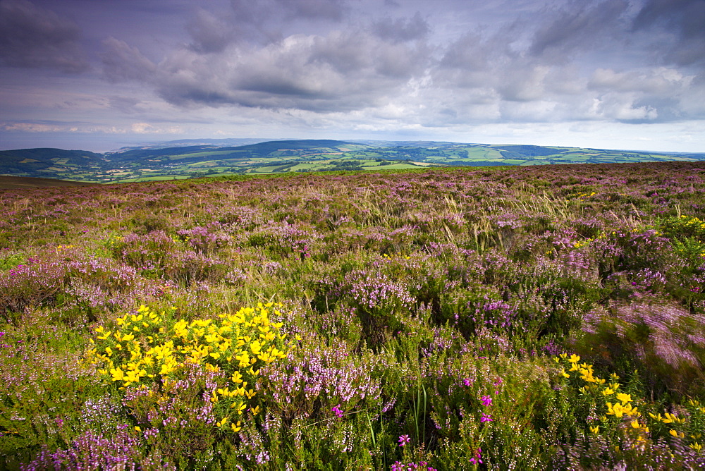 Heather in bloom on Dunkery Hill, Exmoor National Park, Somerset, England, United Kingdom, Europe