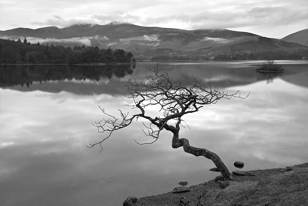 Lone tree stretching over Derwent Water, Lake District National Park, Cumbria, England, United Kingdom, Europe