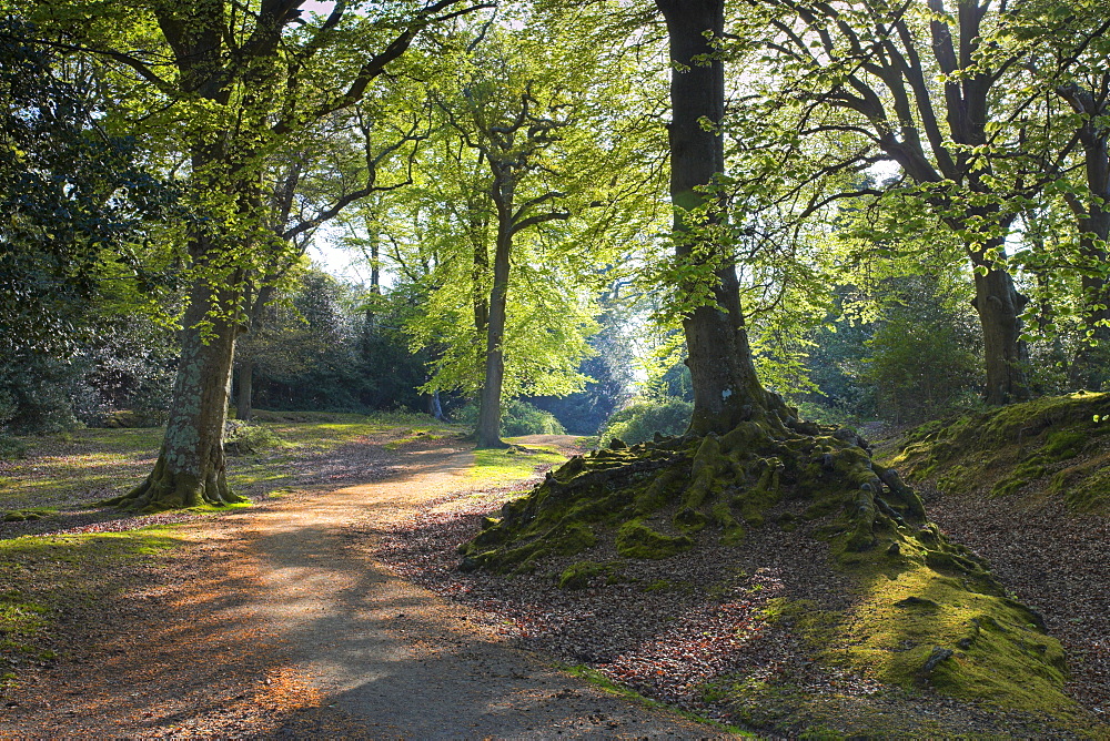 Pathway through the woods, New Forest, Hampshire, England, United Kingdom, Europe