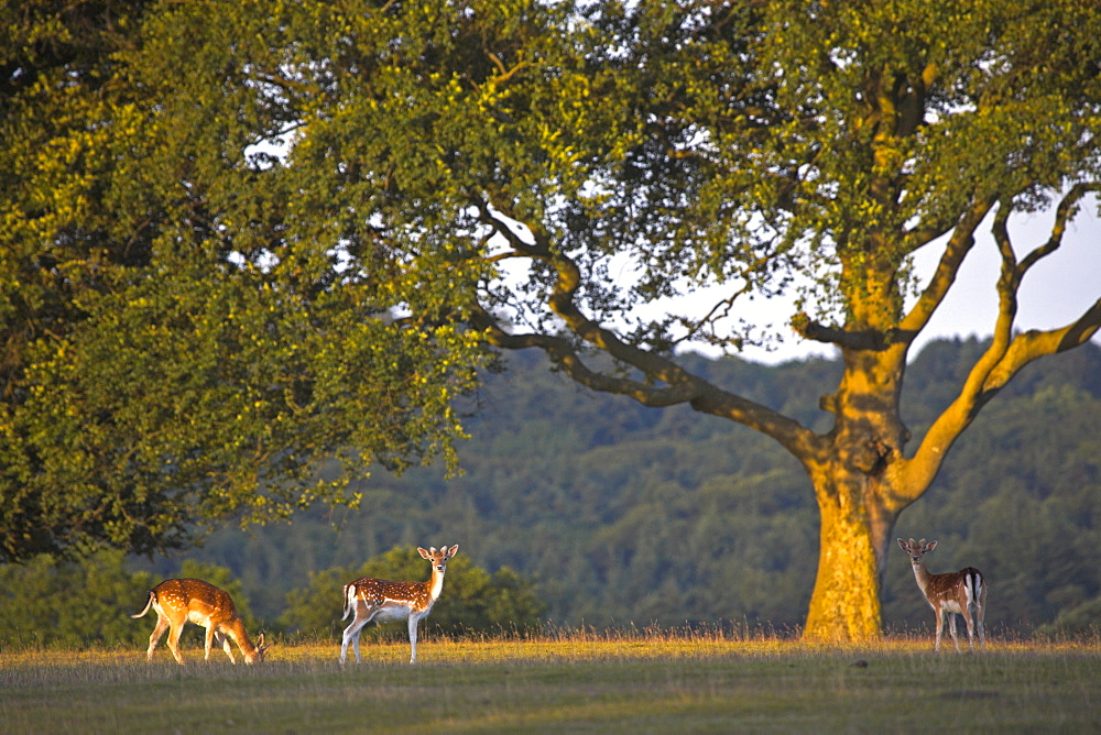 Fallow deer grazing in the New Forest National Park, Hampshire, England, United Kingdom, Europe