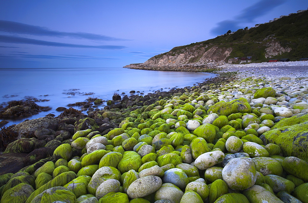 Algae covered pebbles at Church Ope Cove at dawn Portland, Jurassic Coast, UNESCO World Heritage Site, Dorset, England, United Kingdom, Europe