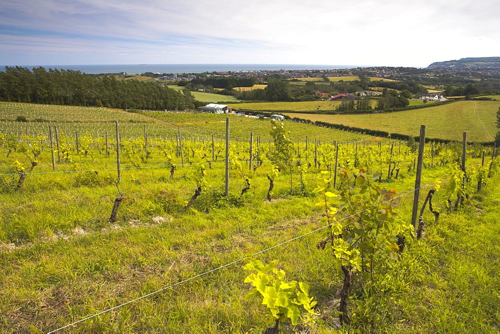 Adgestone Vineyard, Adgestone, Isle of Wight, England, United Kingdom, Europe