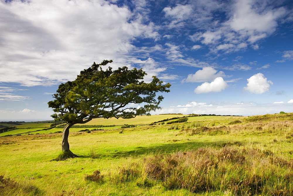 Windswept tree on moorland in Exmoor National Park, Somerset, England, United Kingdom, Europe