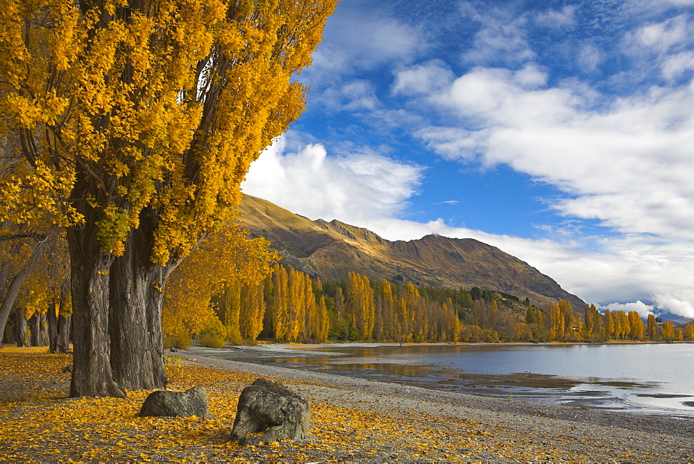 Autumn colours turn the lakeside golden at Wanaka, Otago, South Island, New Zealand, Pacific