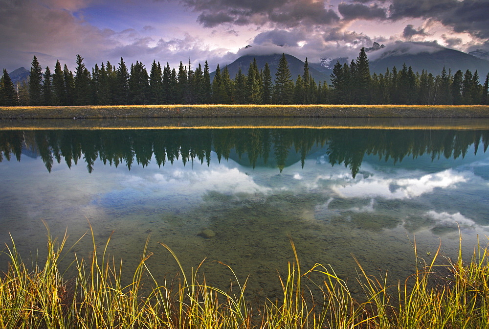 Early morning sunlight catches the grass growing beside the Cascade River, Banff National Park, UNESCO World Heritage Site, Alberta, Canada, North America