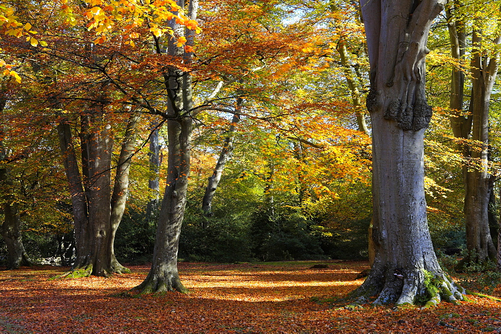 Autumn colours in a woodland near Rufus Stone, New Forest National Park, Hampshire, England, United Kingdom, Europe