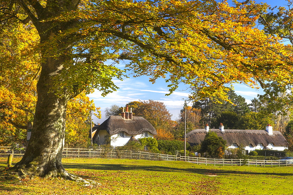 Traditional New Forest cottages at Swan Green, on the outskirts of Lyndhurst, New Forest National Park, Hampshire, England, United Kingdom, Europe