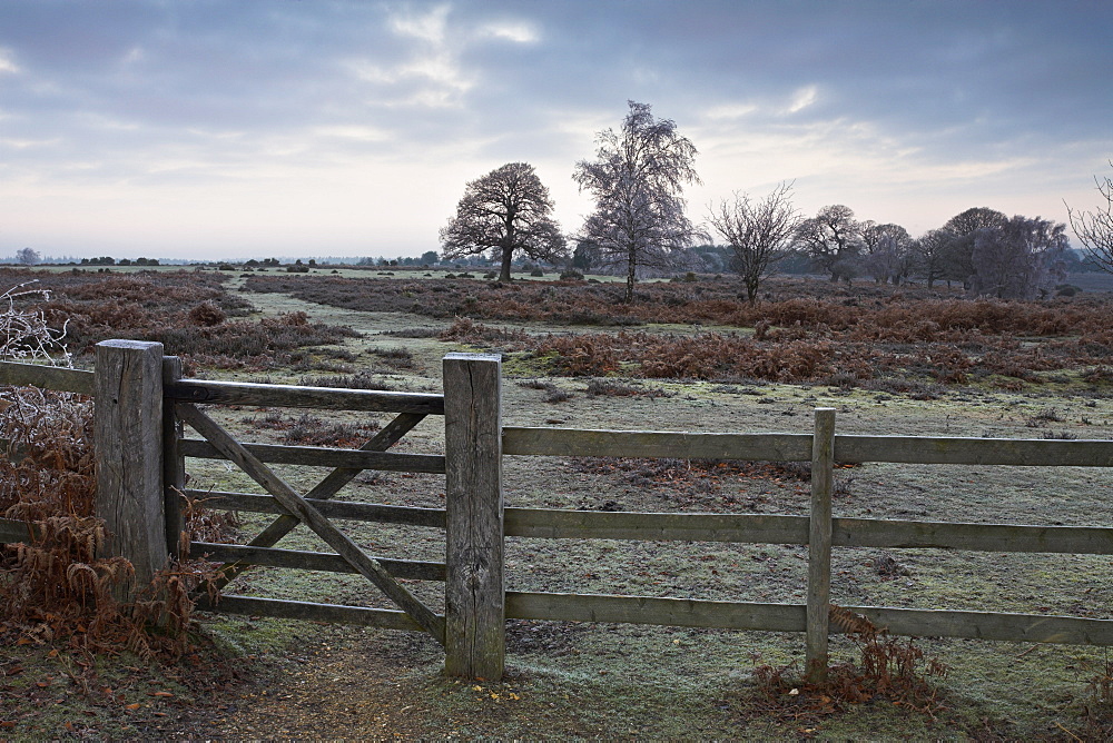 Frosty morning during winter on the heath in the New Forest National Park, Hampshire, England, United Kingdom, Europe