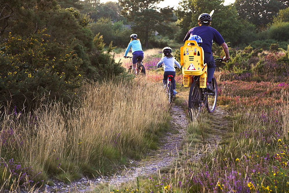 Family cycling along heathland tracks at sunset, Holt Heath, Dorset, England, United Kingdom, Europe