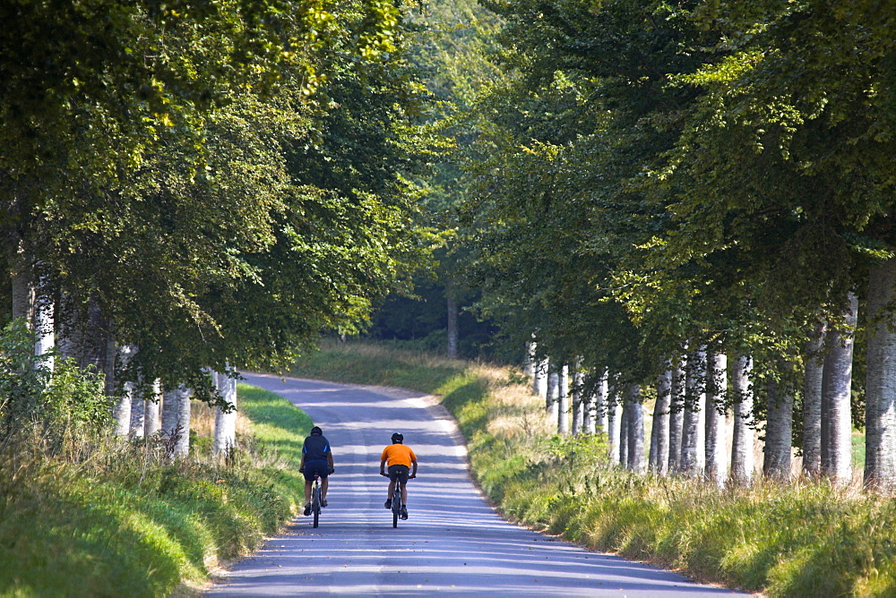 Cyclists on a country road near Moor Crichel, Dorset, England, United Kingdom, Europe