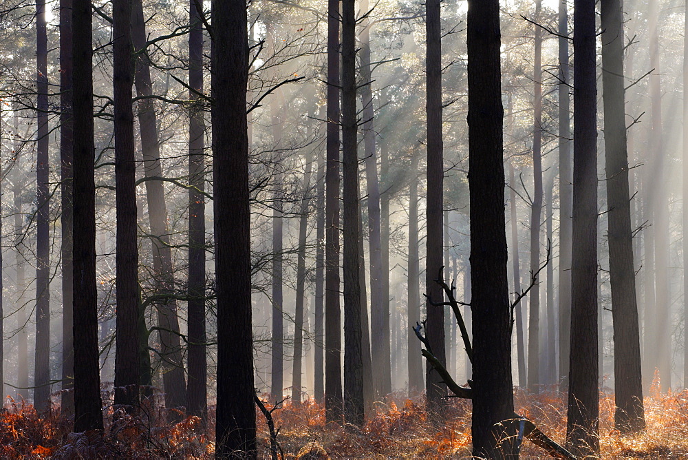 Misty autumn scene in a New Forest pine wood, New Forest, Hampshire, England, United Kingdom, Europe