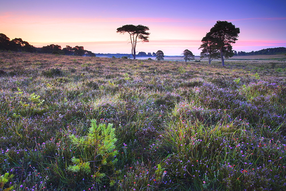 Wildflowers and pine trees on Wilverley Plain, New Forest National Park, Hampshire, England, United Kingdom, Europe