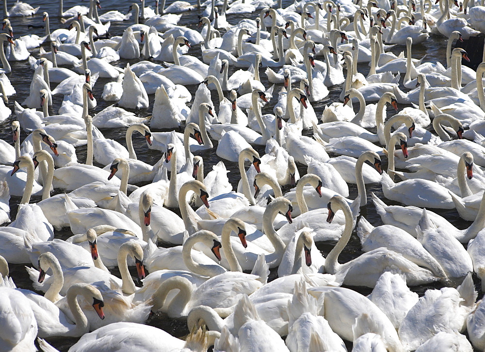 Mute swans at Abbotsbury Swannery, Dorset, England, United Kingdom, Europe