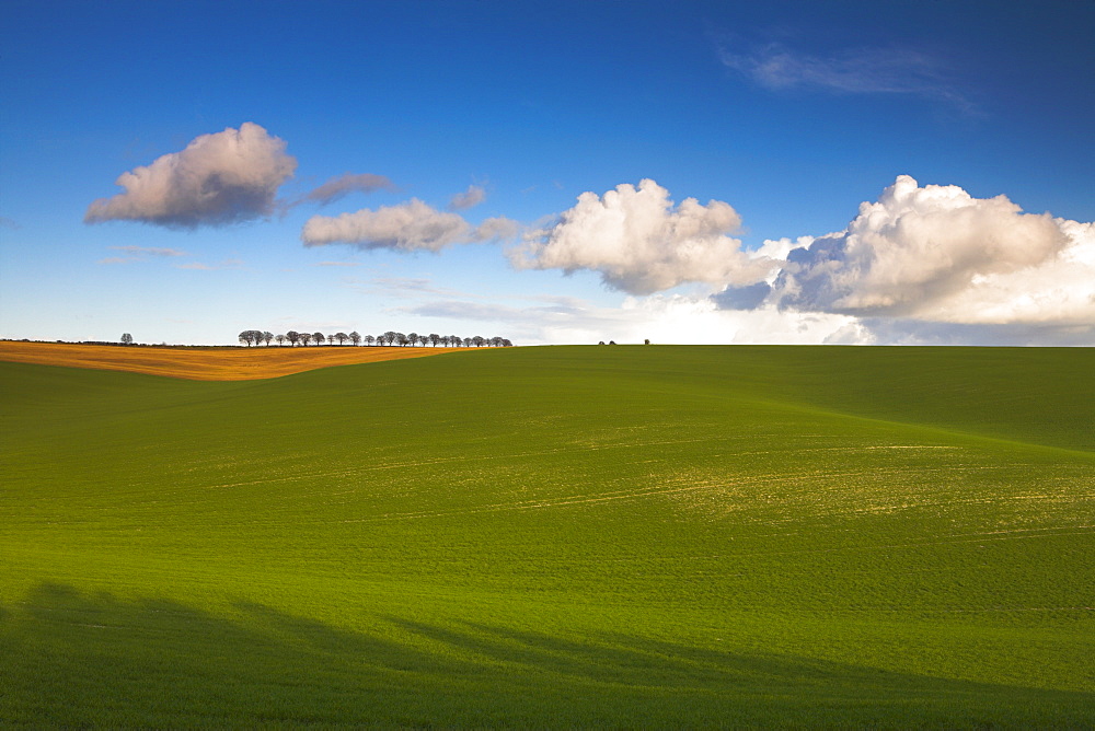 The South Downs near Winchester, Hampshire, England, United Kingdom, Europe