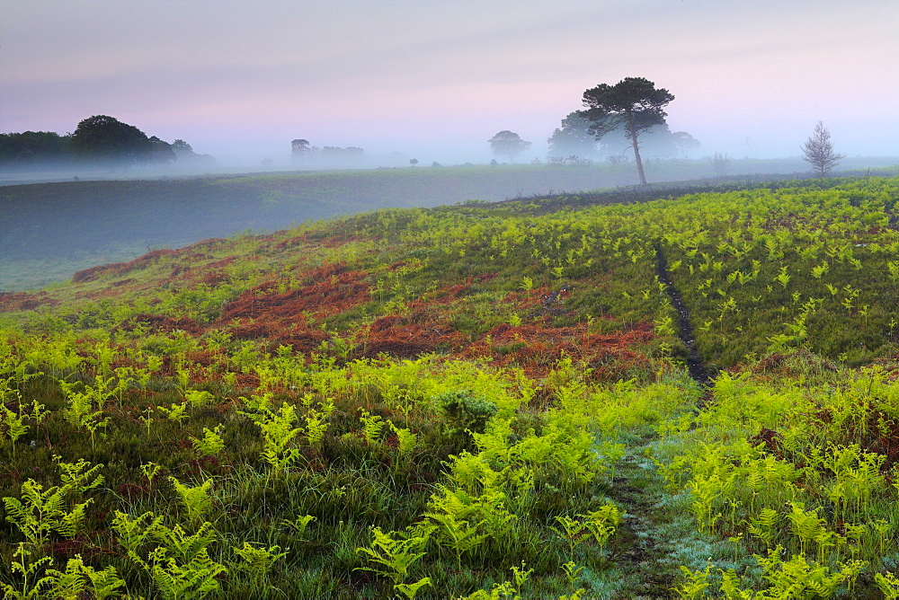 Lush new growth bracken fronds shoot up on a misty morning, New Forest National Park, Hampshire, England, United Kingdom, Europe