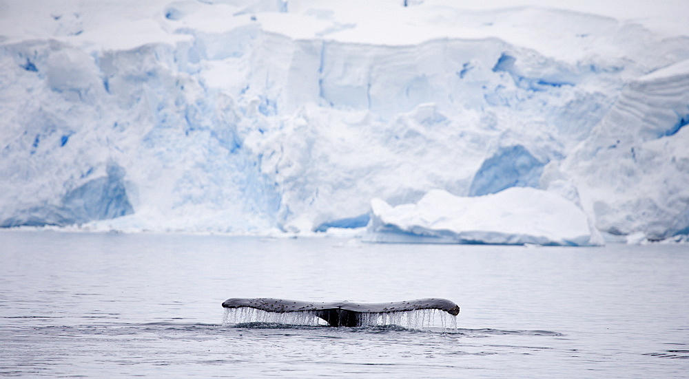 Humpback whale dives into the depths of Paradise Harbour, Antarctic Peninsula, Antarctica, Polar Regions