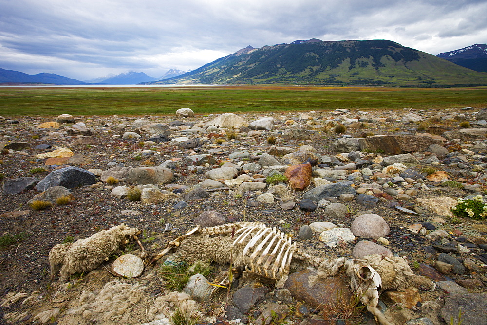 Sheep skeleton on the plains of Patagonia, El Calafate, Patagonia, Argentina, South America