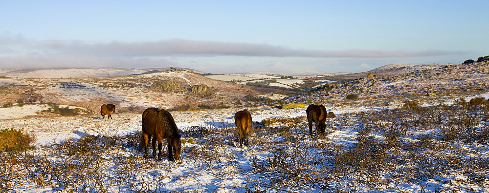 Dartmoor ponies grazing on the snow covered moor in winter, Dartmoor National Park, Devon, England, United Kingdom, Europe