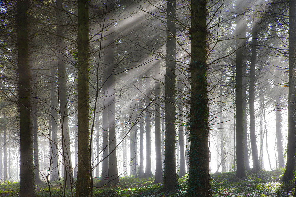 Morchard Wood on a misty morning, Morchard Bishop, Devon, England, United Kingdom, Europe