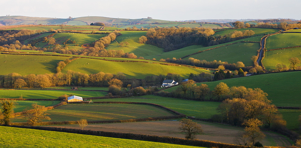 Rolling fields near the village of Black Dog in the Devonshire countryside, Devon, England, United Kingdom, Europe