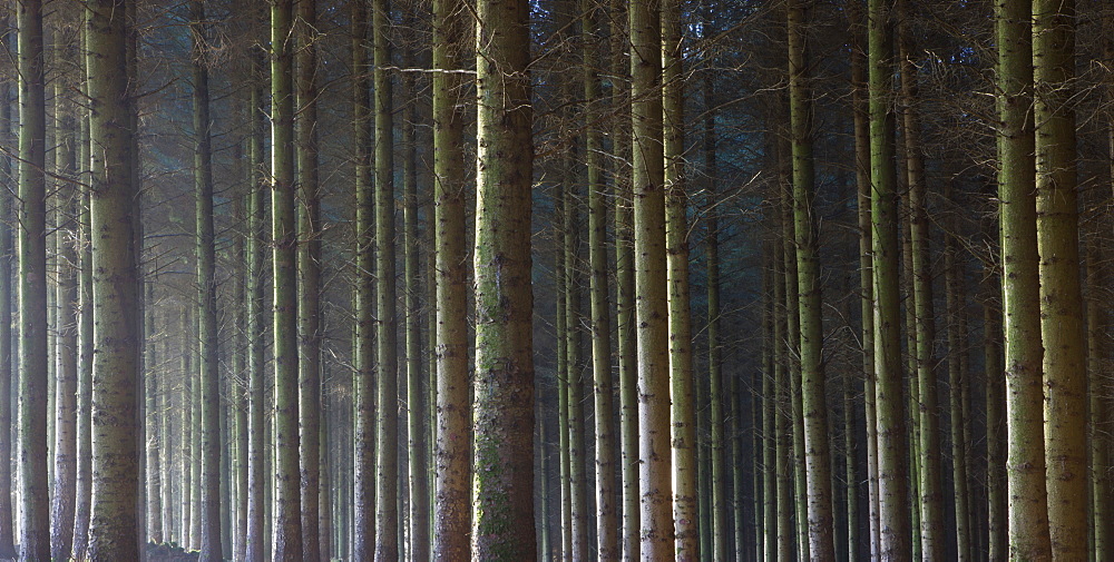 A pine timber inclosure in Exmoor National Park, Devon, England, United Kingdom, Europe