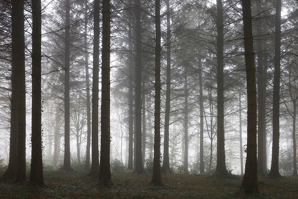 Mist penetrates Morchard Wood on a winter morning, Morchard Bishop, Devon, England, United Kingdom, Europe