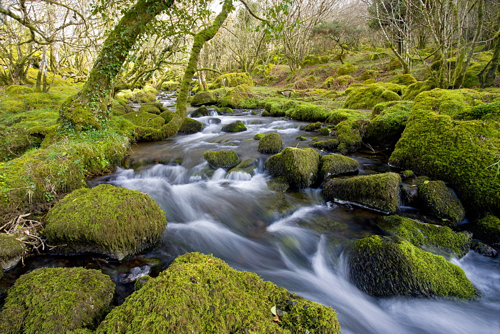 Babbling brook in a mossy wood, Dartmoor National Park, Devon, England, United Kingdom, Europe